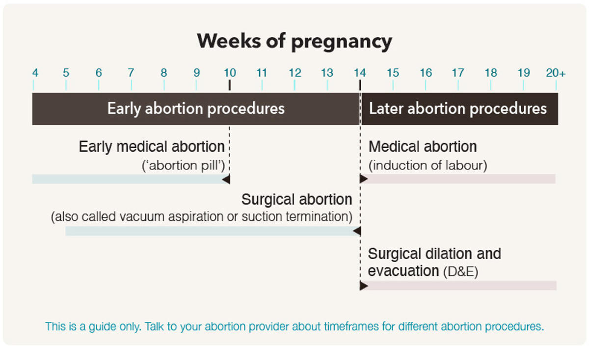 Weeks in pregnancy graphic